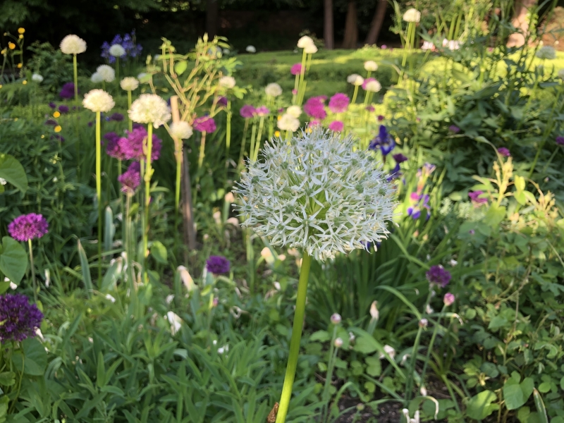 The Shakespearean Garden, Platt Fields Park